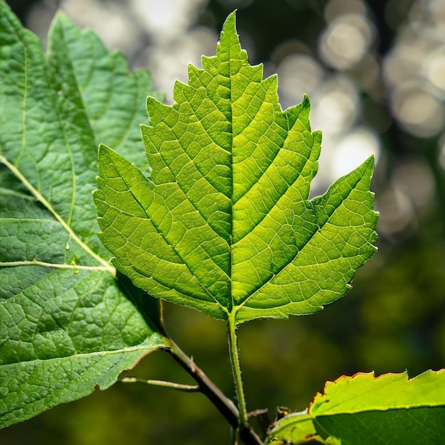 A leaf