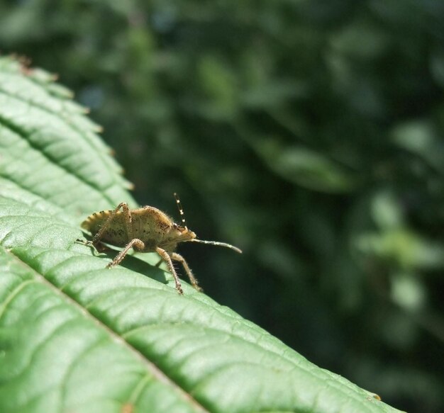 leaffooted bug