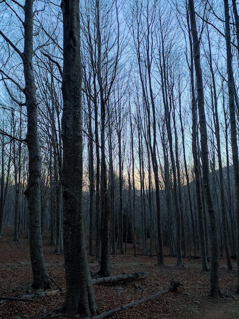 Faggeta senza foglie in inverno