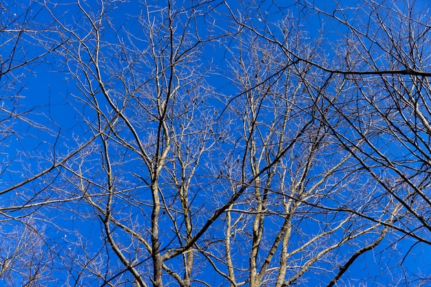 leafless birch trees in sunny weather in spring birch tree branches without foliage in early spring