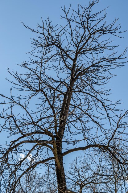 Photo leafless branches over blue sky background