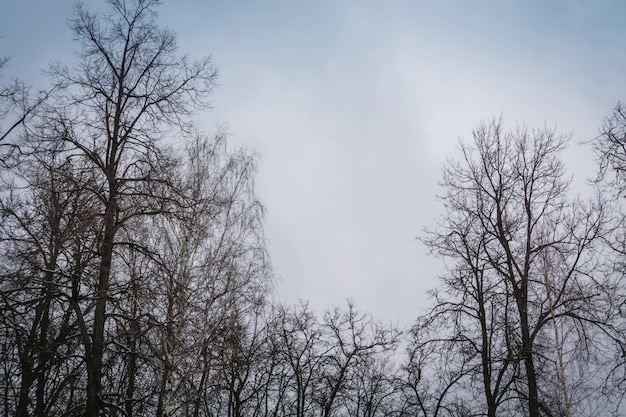 공원 겨울 나무의 leafless 지점