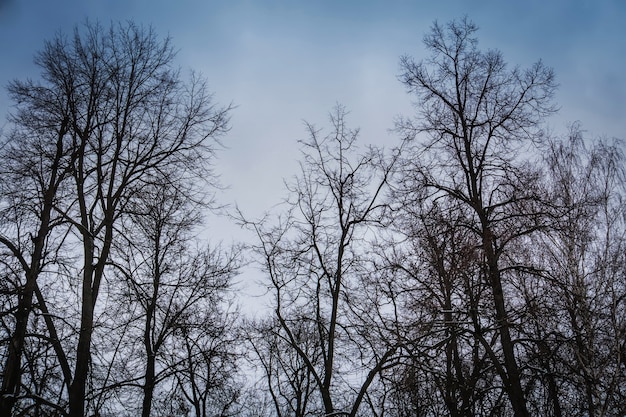 공원 겨울 나무의 leafless 지점