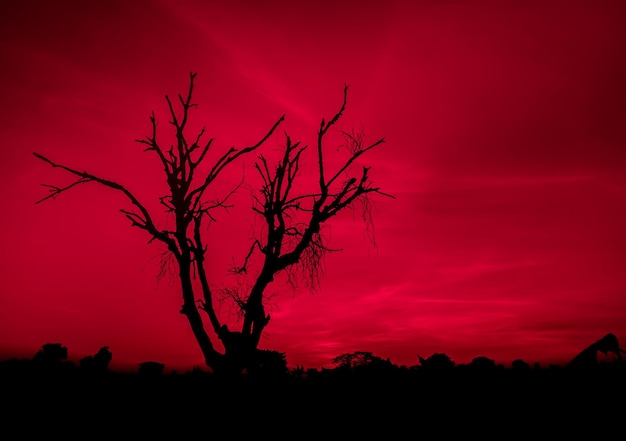 leafless dry black tree with spooky blood red sky. scary horror tree nature background for Halloween
