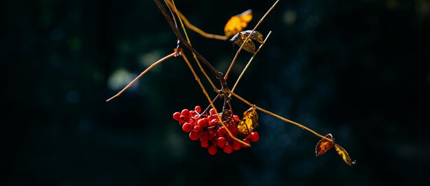 Leafless mountain ash branches in sunlight on a dark blurred background. Autumn red berries, close-up. Abstract natural backdrop.