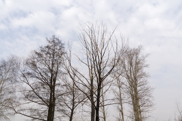 Leafless Tree Branches