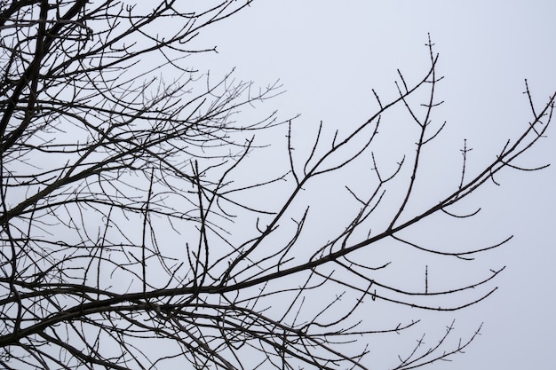 Leafless Tree Branches