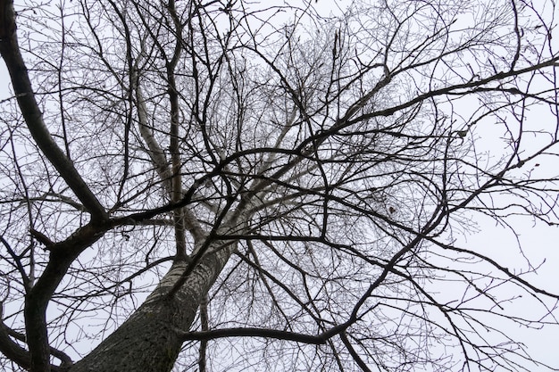 Rami di alberi senza foglie