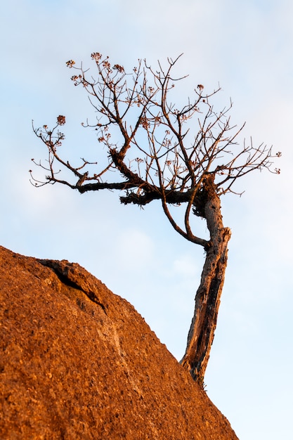 바위 볼 더에 leafless 나무