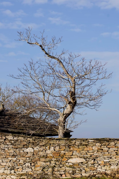 Leafless tree behind a stone wall