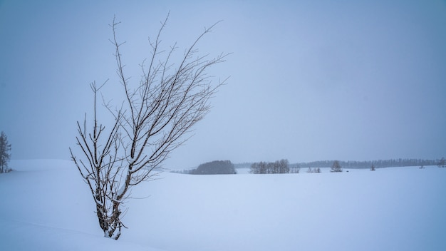 Albero sfrondato in inverno