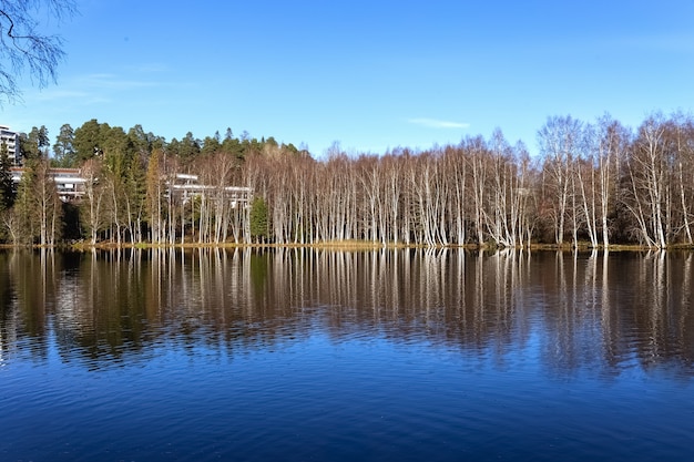 秋の葉のない木々と湖の裸の白樺の森の木々の反射湖の写真