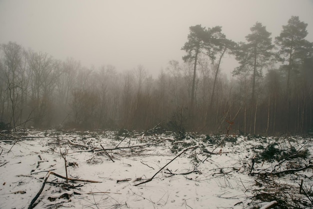 Фото Безлистные деревья, покрытые туманом ранним утром