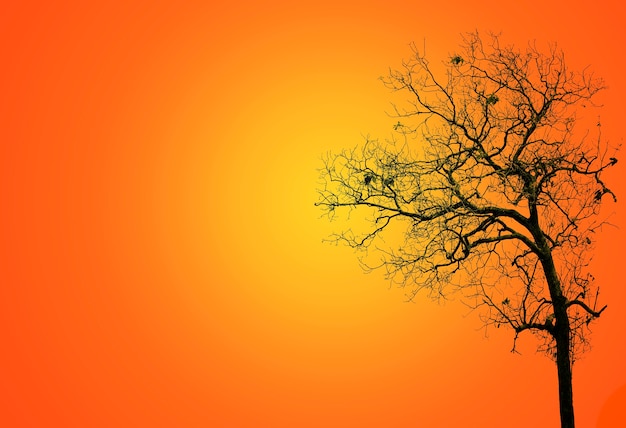 Leafless  trees  the dark leaving an eerie scene ;Silhouette of scary Halloween tree background  back side on orange background.