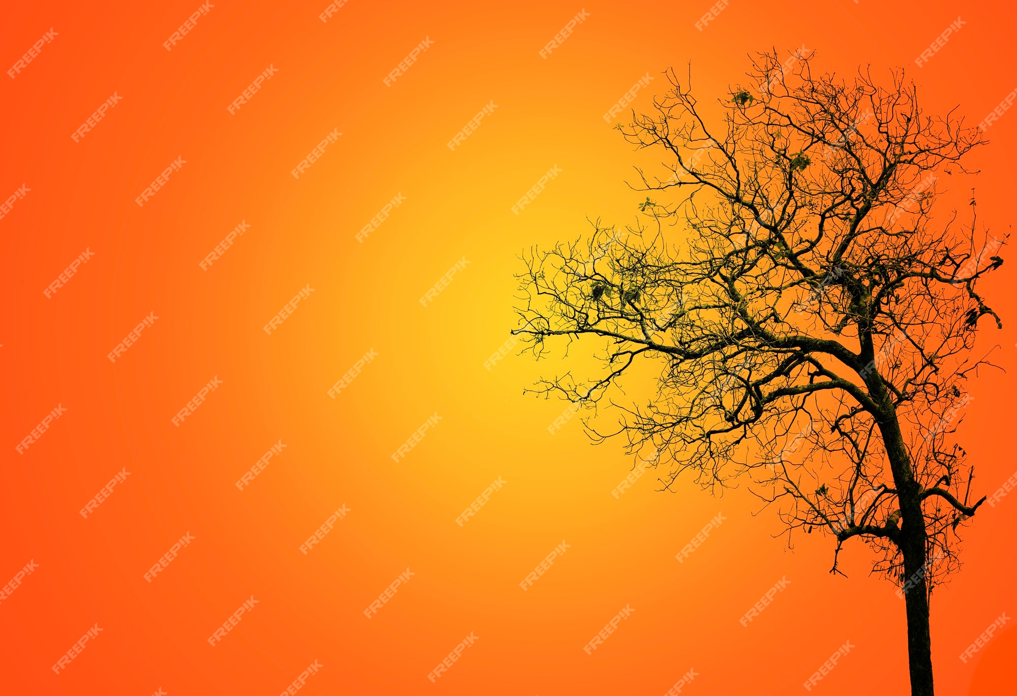 Premium Photo | Leafless trees the dark leaving an eerie scene ;silhouette  of scary halloween tree background back side on orange background.