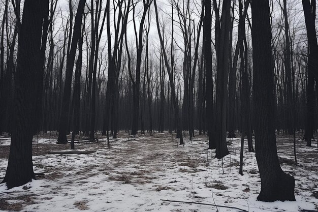 Leafless trees in forest