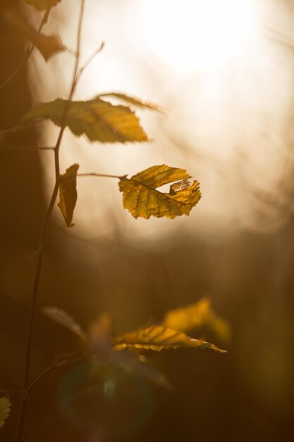 Leafs in autumn season and bright sunlight