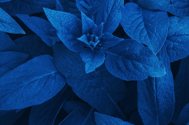 Photo leafs background. color of the year 2020 classic blue.