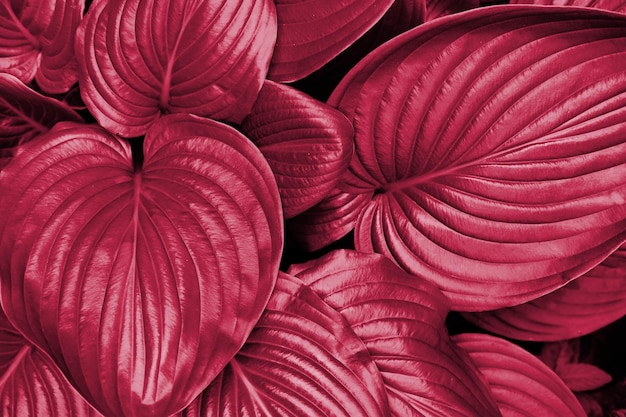 Leafs in garden background. New 2023 trending PANTONE 18-1750 Viva Magenta colour