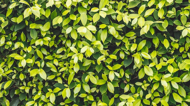 The leafy green background and dark green.