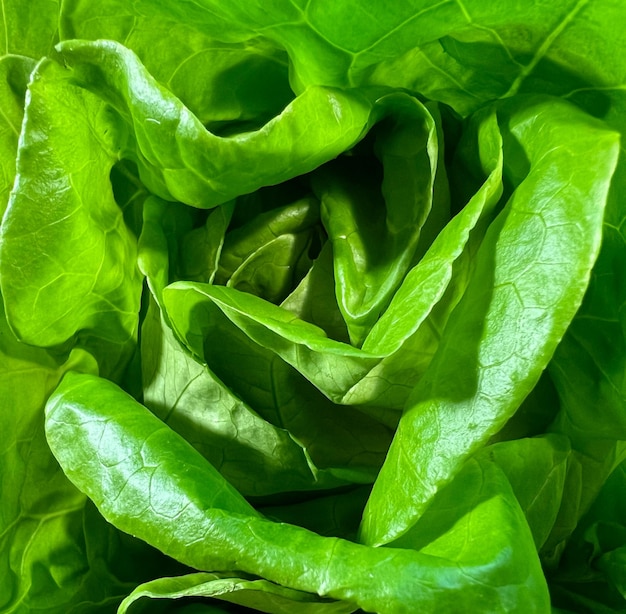 Leafy green lettuce Dietary vegan food