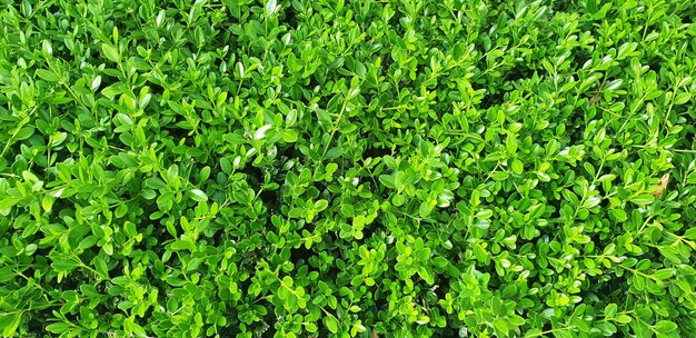 Leafy green plants closeup plant