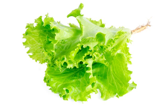 Leafy green salad isolated on white. Photo