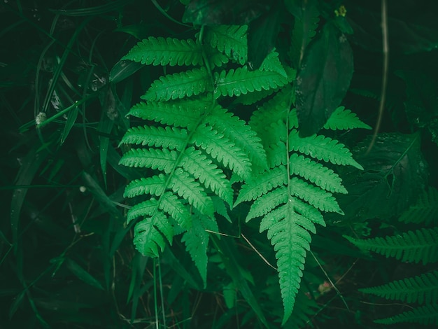 緑の背景を持つ葉の多い植物