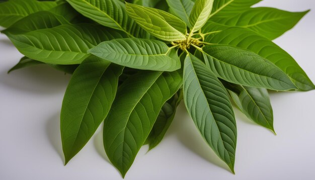 緑の葉と黄色の花を持つ葉のある植物