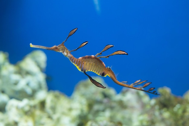 Leafy sea dragon swimming in the aquarium