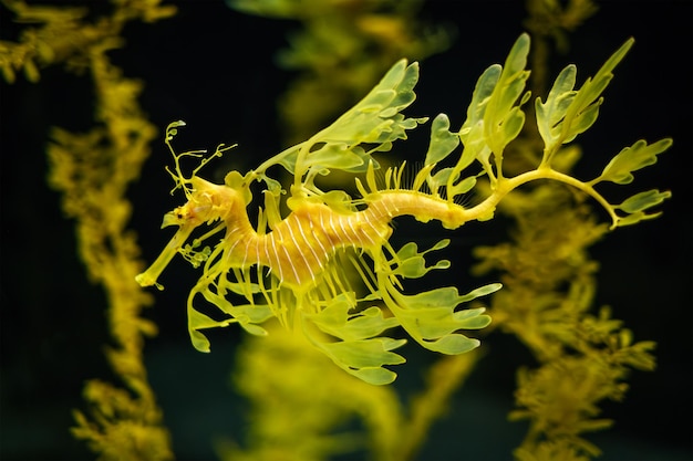 Leafy seadragon phycodurus eques fish underwater