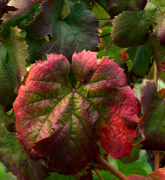 A leafy vine with red and green leaves and the word grape on it