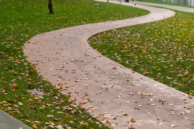 Leafy walking path in the park