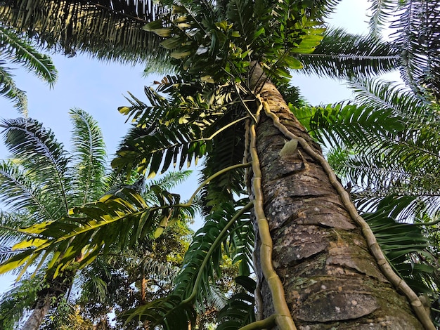 Leafy wild monstera deliciosa at the plantation