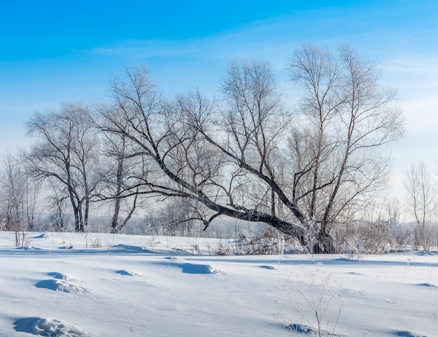 Leaning against a tree on winter field