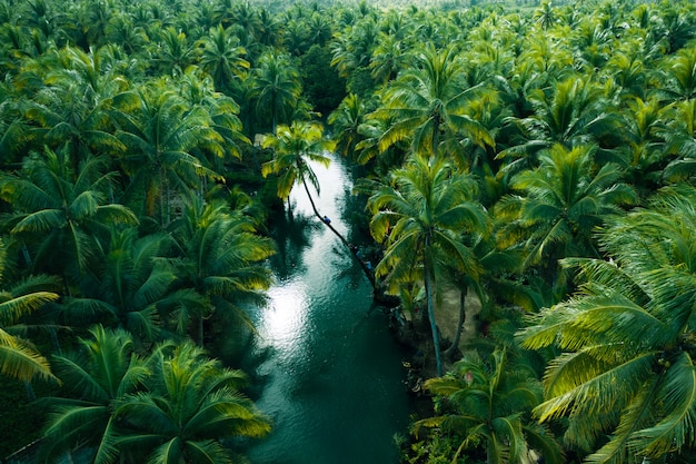 Leaning palm at Maasin river, Siargao