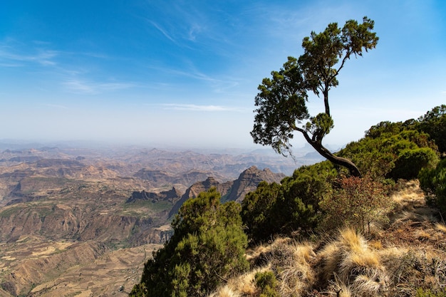 Leaning tree in simien mountains