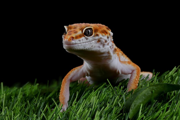 Leaopard gekko close-up gezicht met zwarte achtergrond