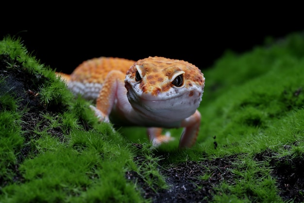 Leaopard gekko close-up met op mos op zwart