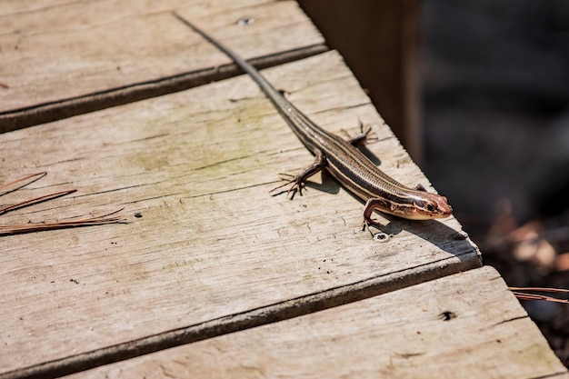 Photo leaping lizards