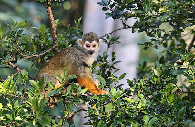 Least Concern Squirrel Monkey