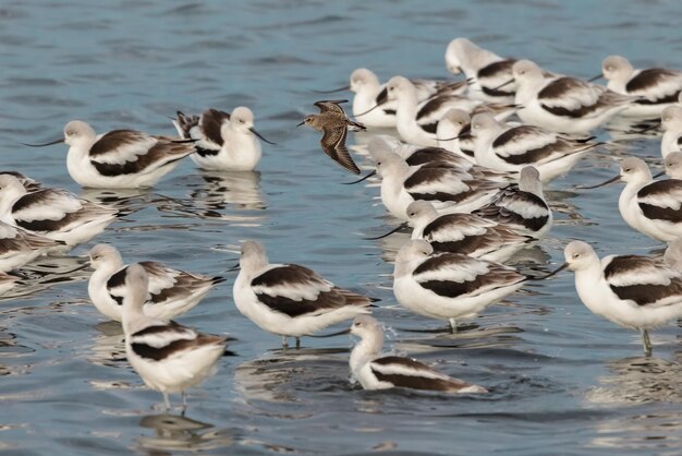 Photo least sandpiper in flight over american avocet