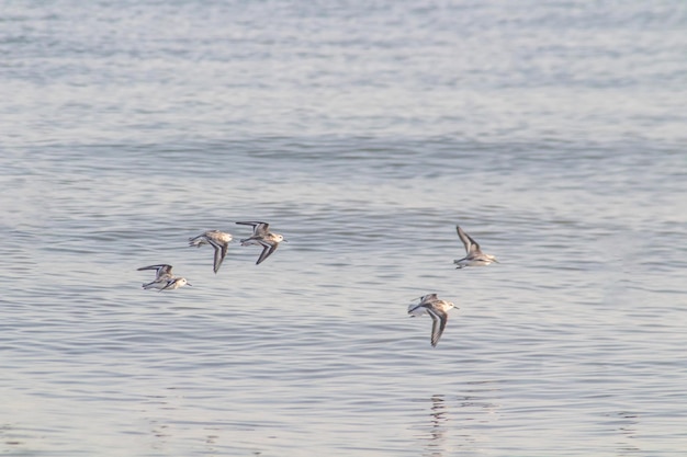 Least sandpiper