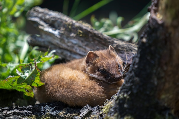 イイズナ（Mustela nivalis）