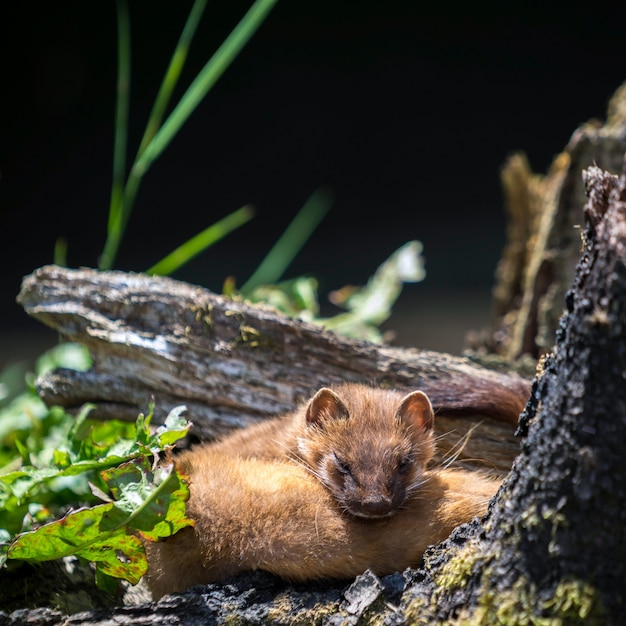 イイズナ（Mustela nivalis）