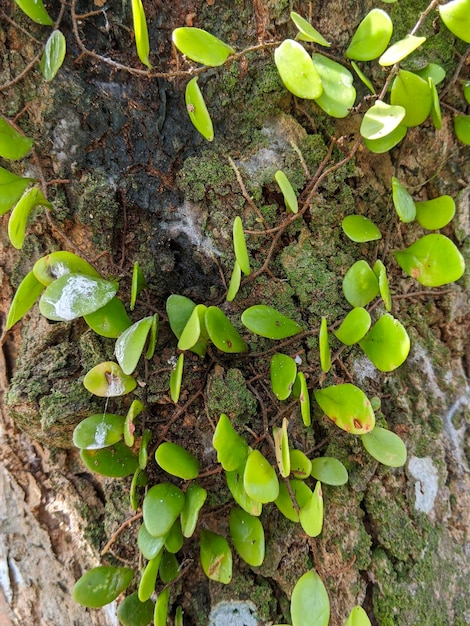 Leatherleaf fern on tree trunk