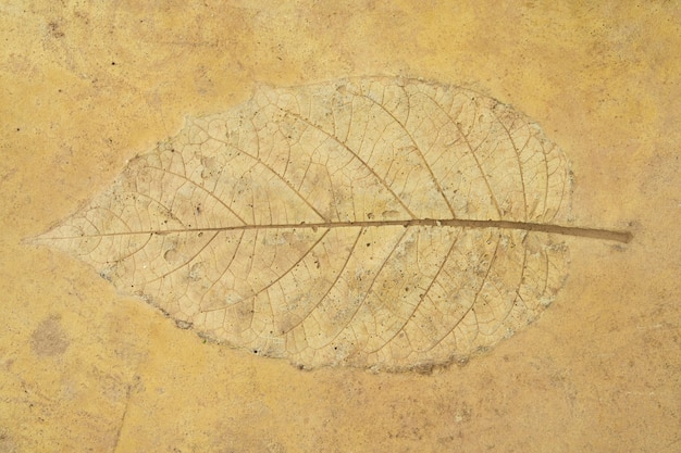 Leave stucco on sandstone floor 