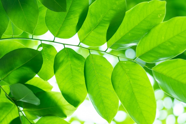 Leaved green natural background.