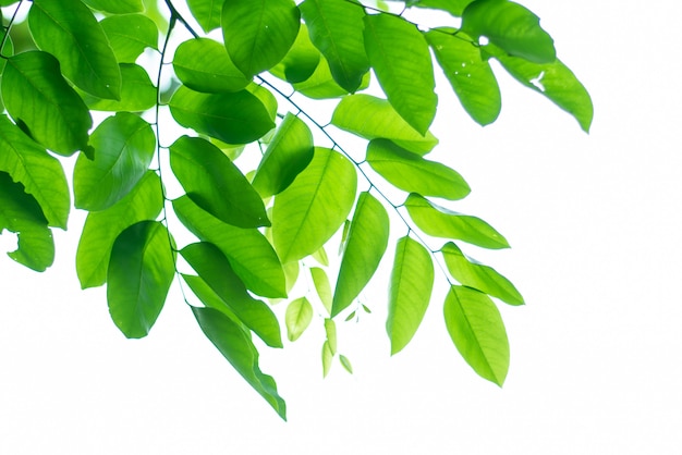 Photo leaved green natural background.
