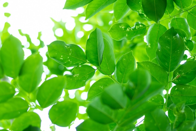 Leaved green natural background.